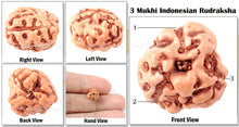 Load image into Gallery viewer, 3 Mukhi Rudraksha from Indonesia - Standard Size
