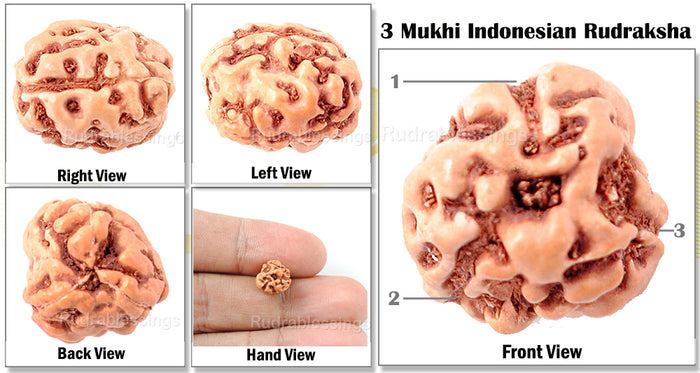 3 Mukhi Rudraksha from Indonesia - Standard Size