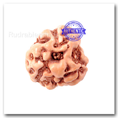 3 Mukhi Rudraksha from Indonesia - Standard Size