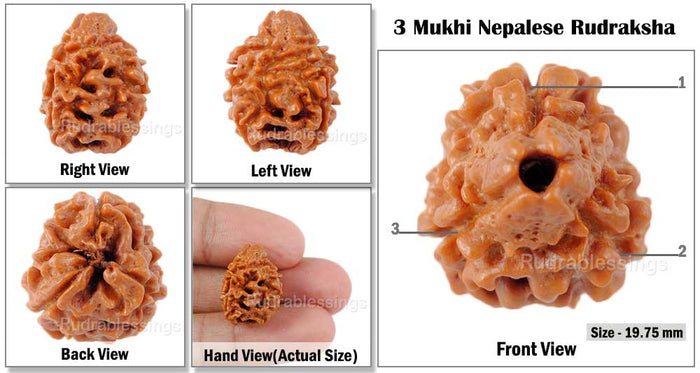 3 Mukhi Rudraksha with Om Marking
