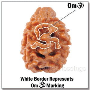 3 Mukhi Rudraksha with Om Marking
