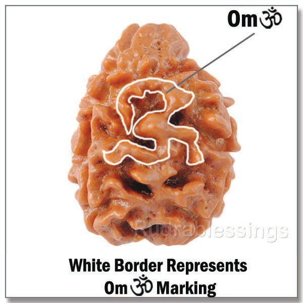 3 Mukhi Rudraksha with Om Marking