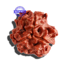Load image into Gallery viewer, 3 Mukhi Rudraksha with Om Marking - Bead 2
