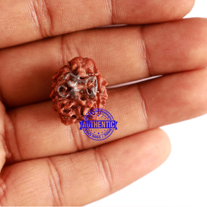 3 Mukhi Rudraksha with Om Marking - Bead 2