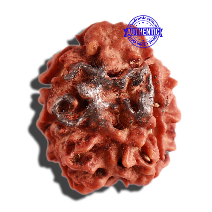 3 Mukhi Rudraksha with Om Marking - Bead 2