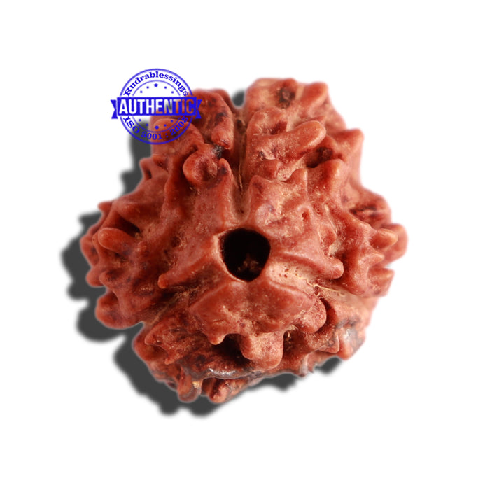 3 Mukhi Rudraksha with Om Marking - Bead 2