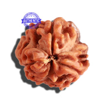 Load image into Gallery viewer, 3 Mukhi Rudraksha with Om Marking - Bead 3
