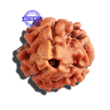 Load image into Gallery viewer, 3 Mukhi Rudraksha with Om Marking - Bead 3
