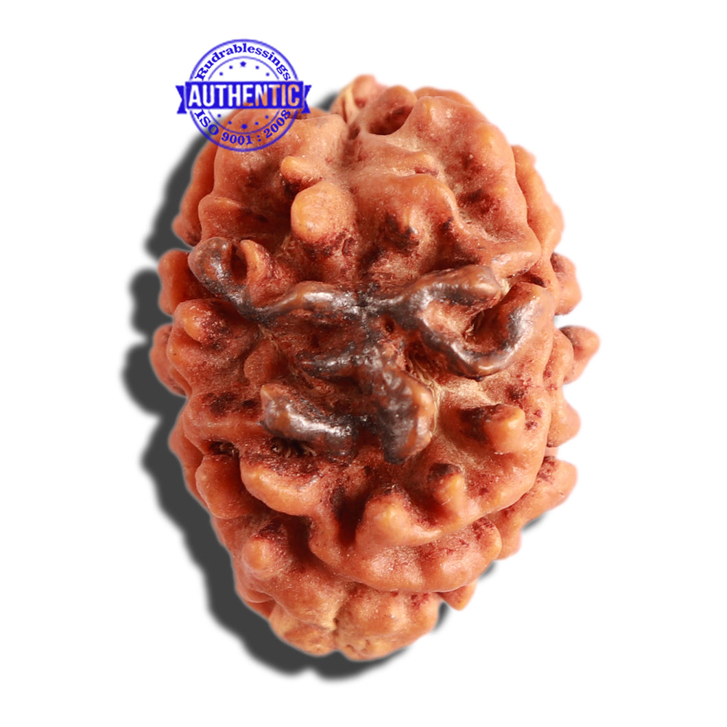 3 Mukhi Rudraksha with Om Marking - Bead 3