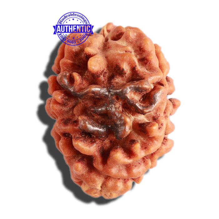 3 Mukhi Rudraksha with Om Marking - Bead 3