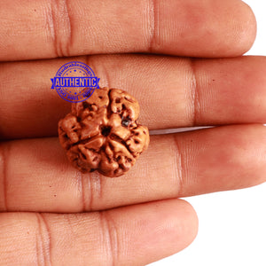 3 Mukhi Rudraksha from Nepal - Bead No. 236