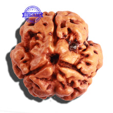 Load image into Gallery viewer, 3 Mukhi Rudraksha from Nepal - Bead No. 236
