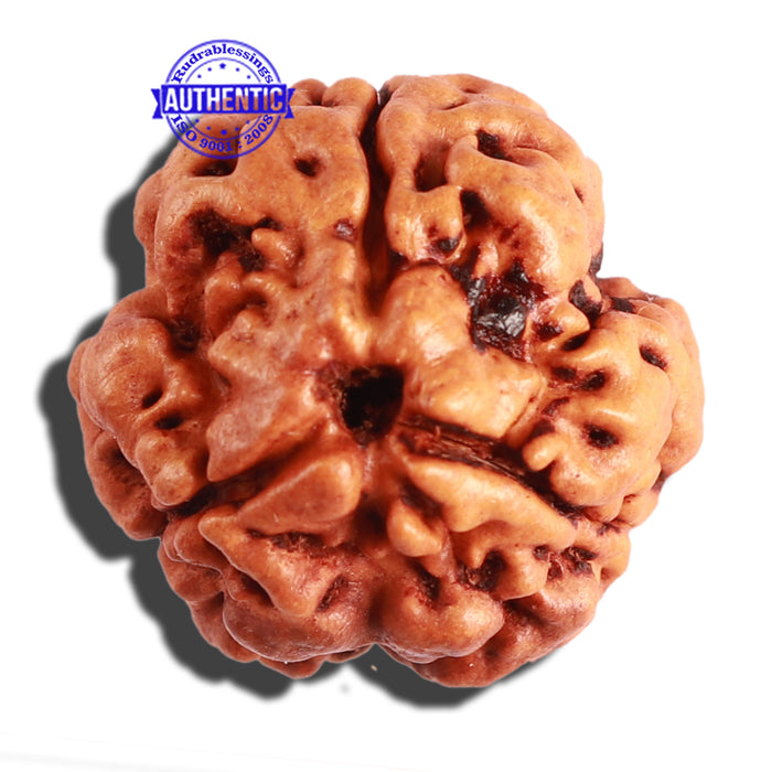 3 Mukhi Rudraksha from Nepal - Bead No. 236