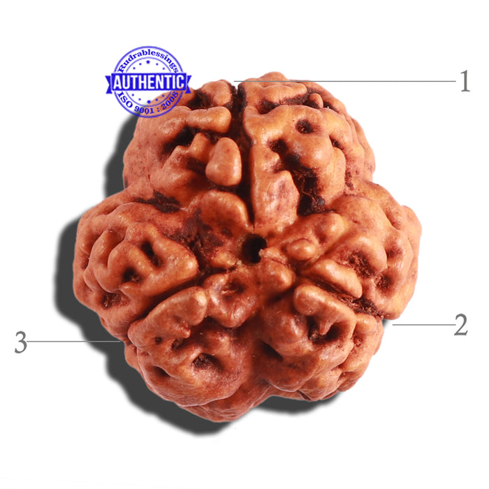 3 Mukhi Rudraksha from Nepal - Bead No. 236