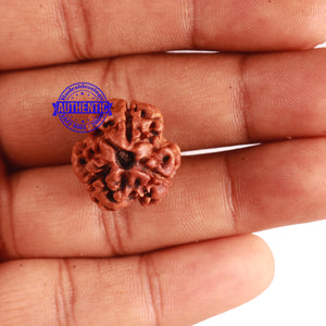 3 Mukhi Rudraksha from Nepal - Bead No. 245