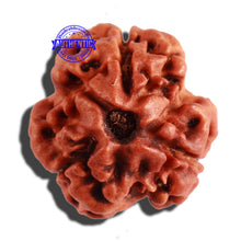 Load image into Gallery viewer, 3 Mukhi Rudraksha from Nepal - Bead No. 245

