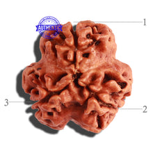 Load image into Gallery viewer, 3 Mukhi Rudraksha from Nepal - Bead No. 245
