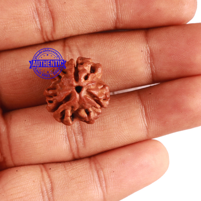 3 Mukhi Rudraksha from Nepal - Bead No. 246