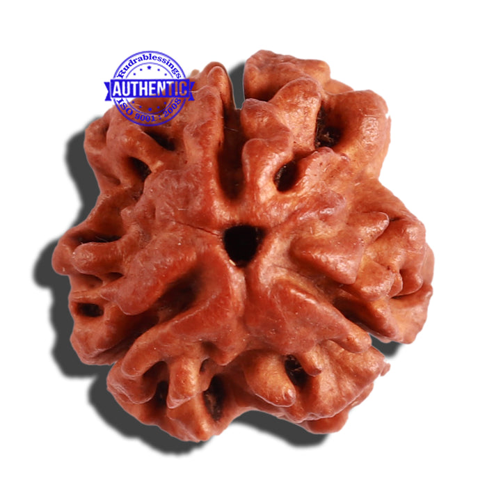 3 Mukhi Rudraksha from Nepal - Bead No. 246