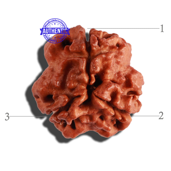 3 Mukhi Rudraksha from Nepal - Bead No. 246