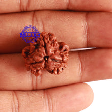 Load image into Gallery viewer, 3 Mukhi Rudraksha from Nepal - Bead No. 251
