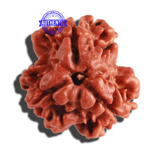 Load image into Gallery viewer, 3 Mukhi Rudraksha from Nepal - Bead No. 251
