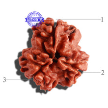 Load image into Gallery viewer, 3 Mukhi Rudraksha from Nepal - Bead No. 251

