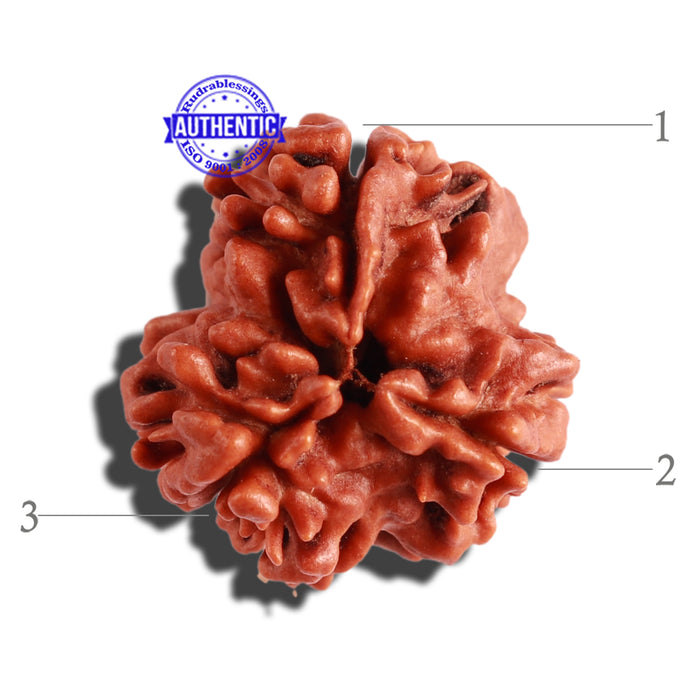 3 Mukhi Rudraksha from Nepal - Bead No. 251