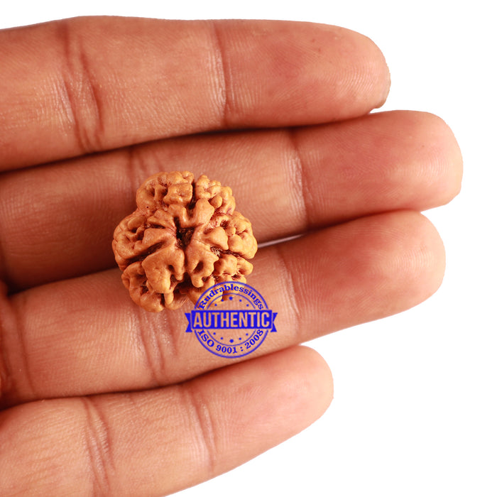 3 Mukhi Rudraksha from Nepal - Bead No. 255