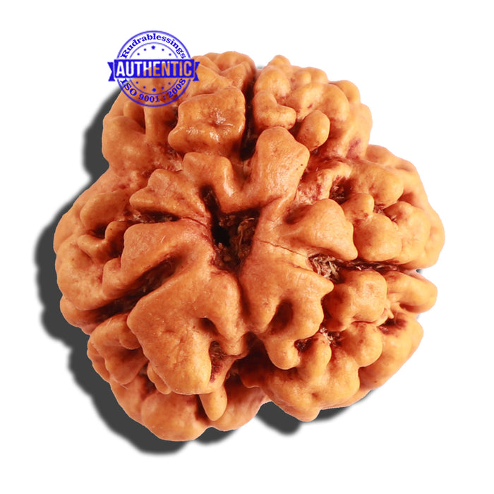 3 Mukhi Rudraksha from Nepal - Bead No. 255