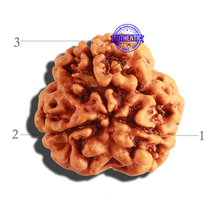3 Mukhi Rudraksha from Nepal - Bead No. 255