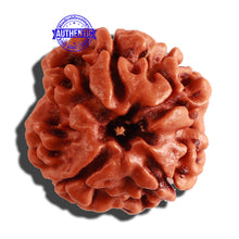 Load image into Gallery viewer, 3 Mukhi Rudraksha from Nepal - Bead No. 256
