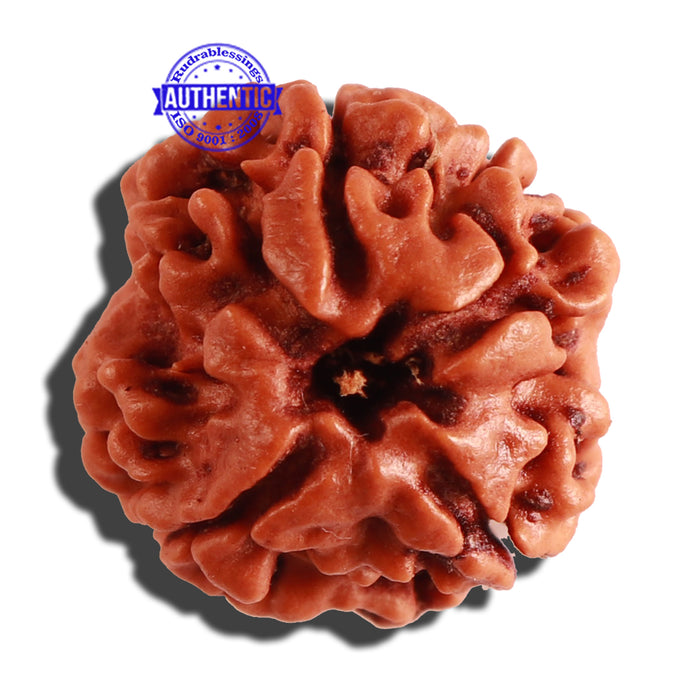 3 Mukhi Rudraksha from Nepal - Bead No. 256