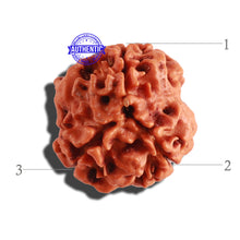 Load image into Gallery viewer, 3 Mukhi Rudraksha from Nepal - Bead No. 256
