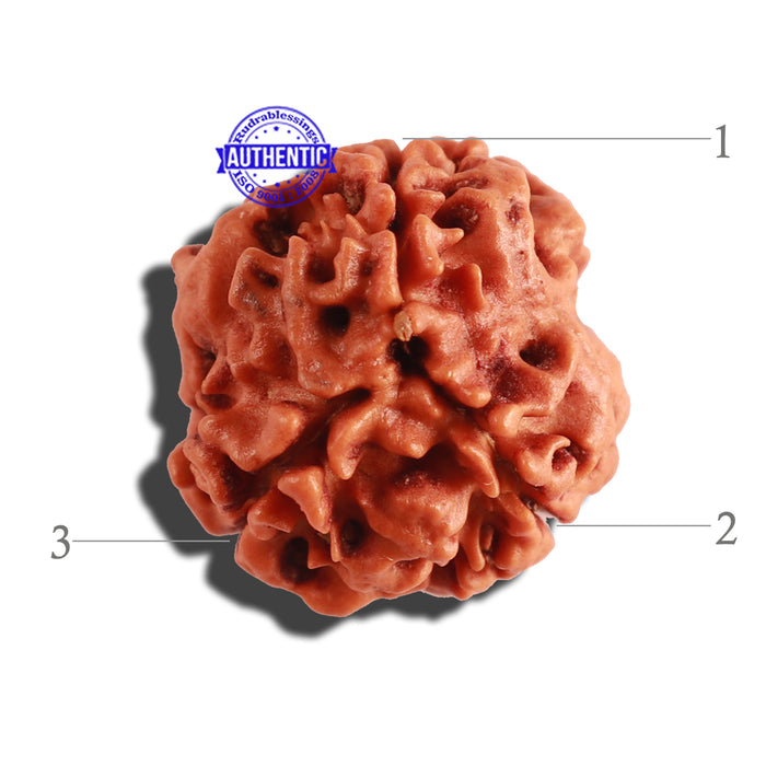 3 Mukhi Rudraksha from Nepal - Bead No. 256