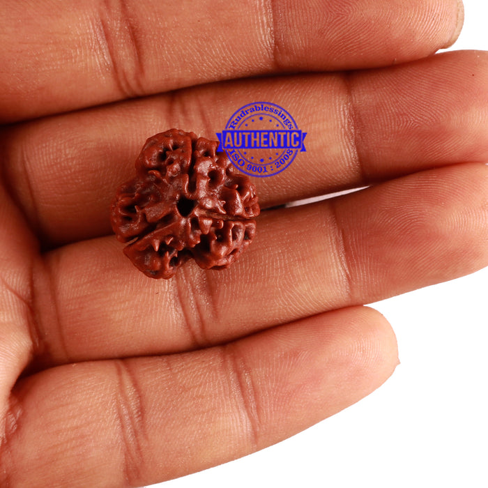 3 Mukhi Rudraksha from Nepal - Bead No. 262