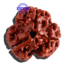 Load image into Gallery viewer, 3 Mukhi Rudraksha from Nepal - Bead No. 262
