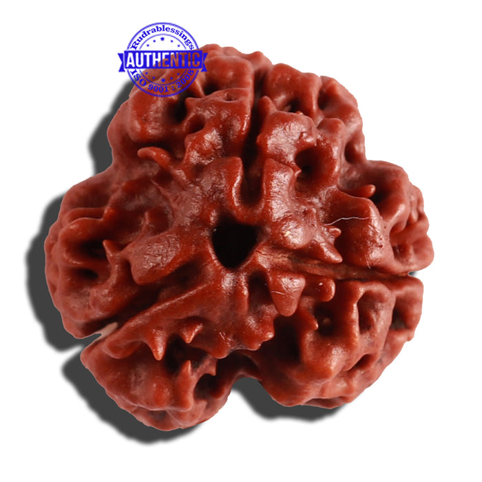 3 Mukhi Rudraksha from Nepal - Bead No. 262