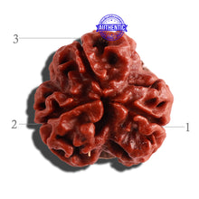Load image into Gallery viewer, 3 Mukhi Rudraksha from Nepal - Bead No. 262
