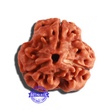 Load image into Gallery viewer, 3 Mukhi Rudraksha from Nepal - Bead No. 270
