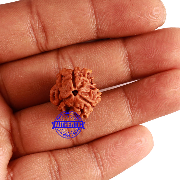 3 Mukhi Rudraksha from Nepal - Bead No. 271