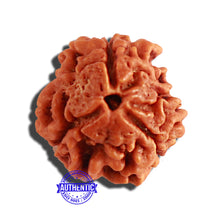 Load image into Gallery viewer, 3 Mukhi Rudraksha from Nepal - Bead No. 271
