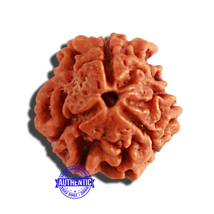 3 Mukhi Rudraksha from Nepal - Bead No. 271