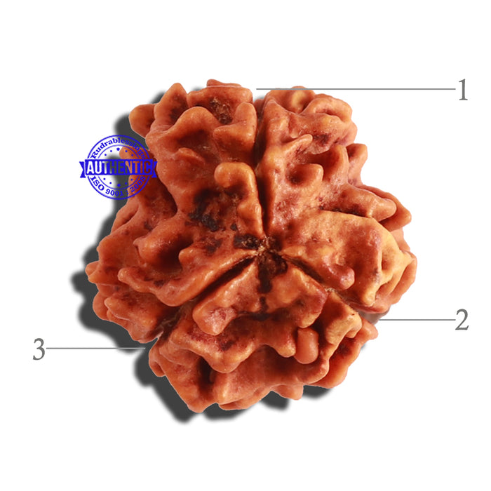 3 Mukhi Rudraksha from Nepal - Bead No. 271