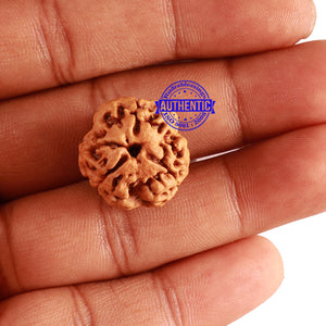 3 Mukhi Rudraksha from Nepal - Bead No. 272