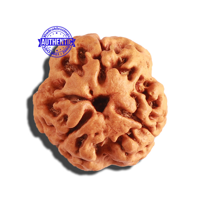 3 Mukhi Rudraksha from Nepal - Bead No. 272