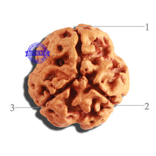 Load image into Gallery viewer, 3 Mukhi Rudraksha from Nepal - Bead No. 272
