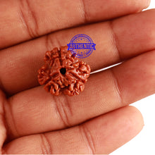 Load image into Gallery viewer, 3 Mukhi Rudraksha from Nepal - Bead No. 273

