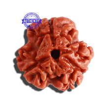 Load image into Gallery viewer, 3 Mukhi Rudraksha from Nepal - Bead No. 273
