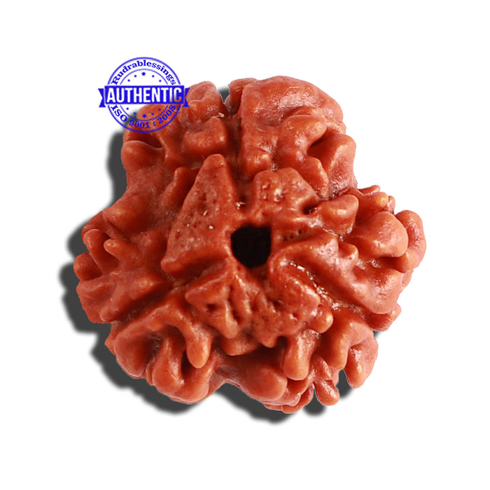3 Mukhi Rudraksha from Nepal - Bead No. 273